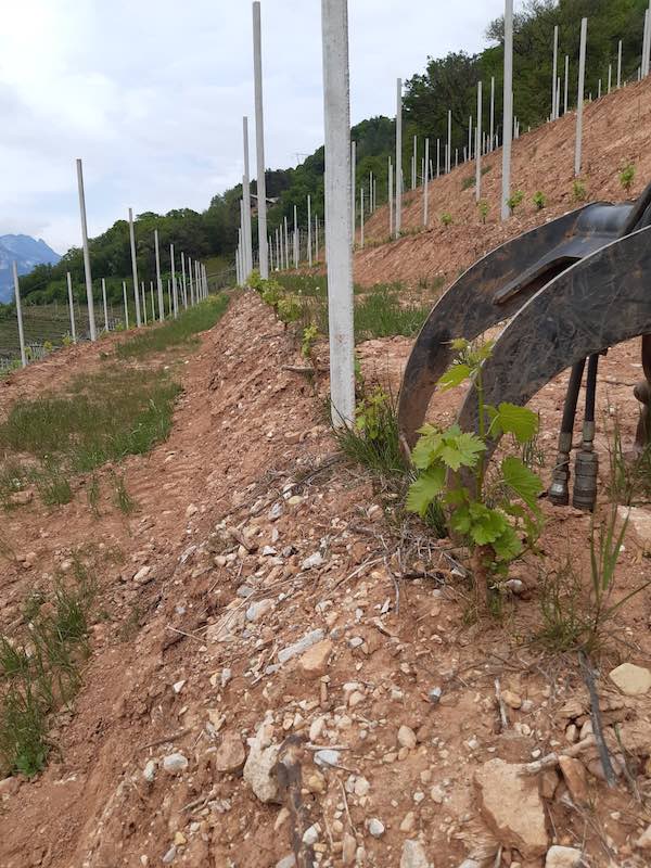 vitigni_piwi_terroir vitigni_piwi_terroir