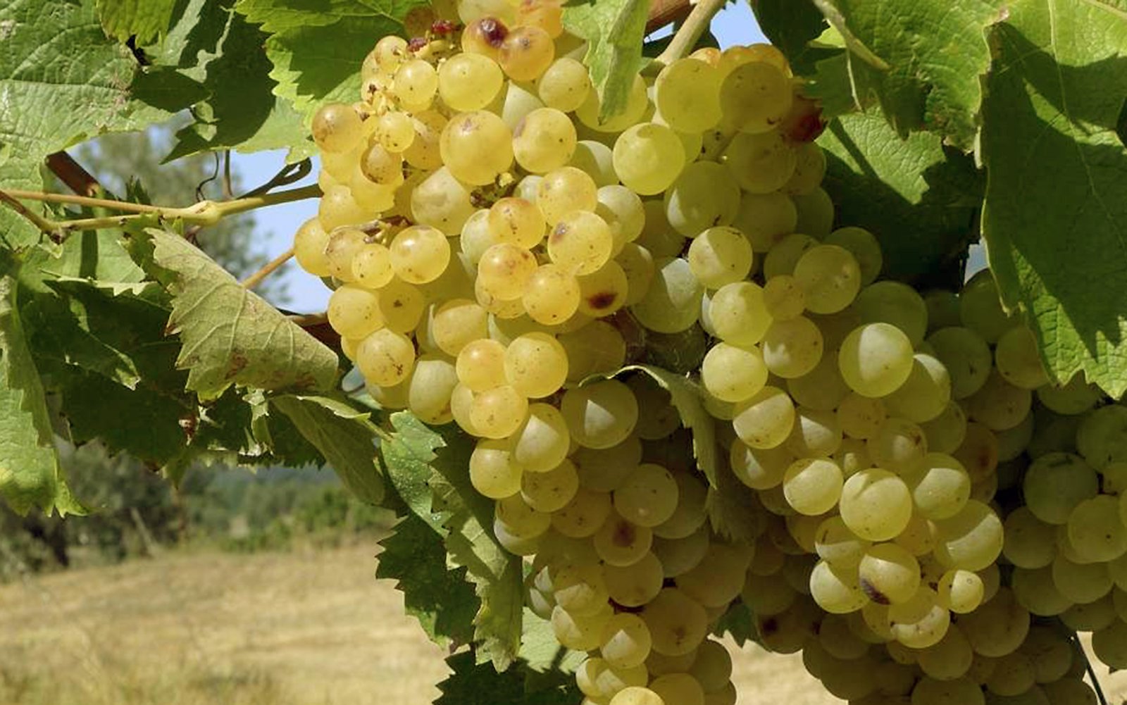 trebbiano_spoletino_vitigno